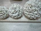 SFERE DI CONCHIGLIE