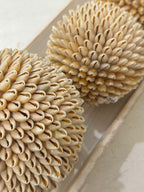 SFERE DI CONCHIGLIE