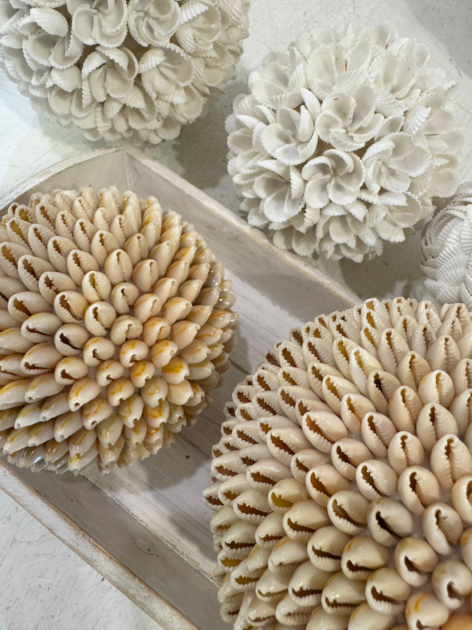SFERE DI CONCHIGLIE