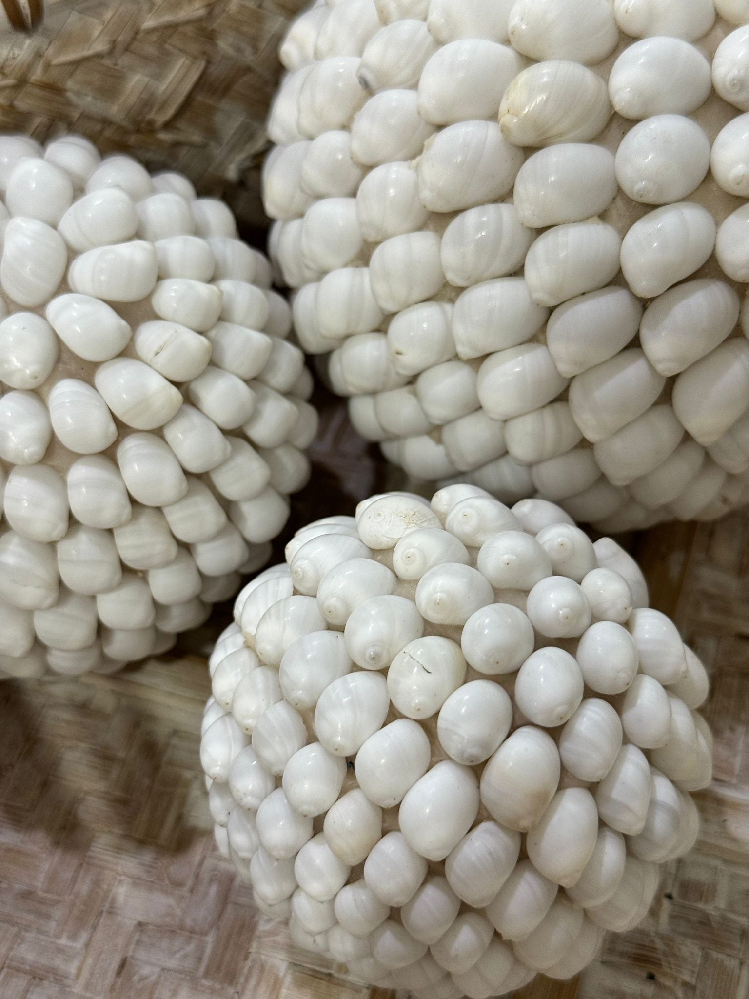 SFERE DI CONCHIGLIE