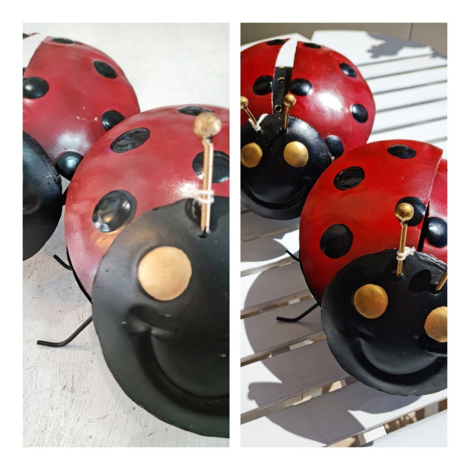 portazampirone coccinella new