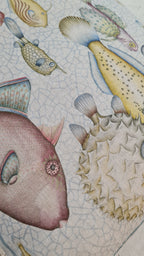 TOVAGLIA REEF